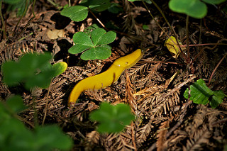 Banana Slug Clipart Wood Sorrel Banana Slug
