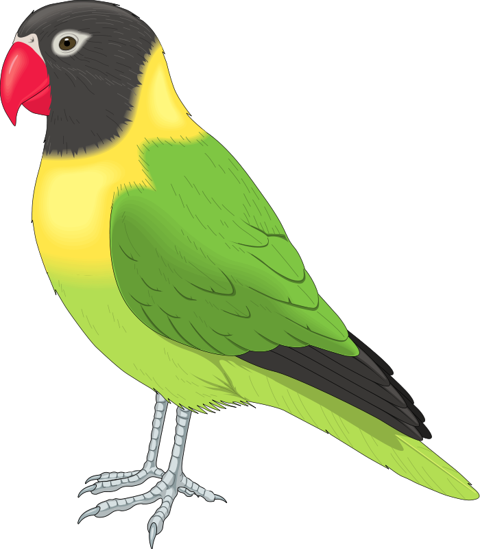 Bird Animal Clipart Pictures Royalty Free   Clipart Pictures Org