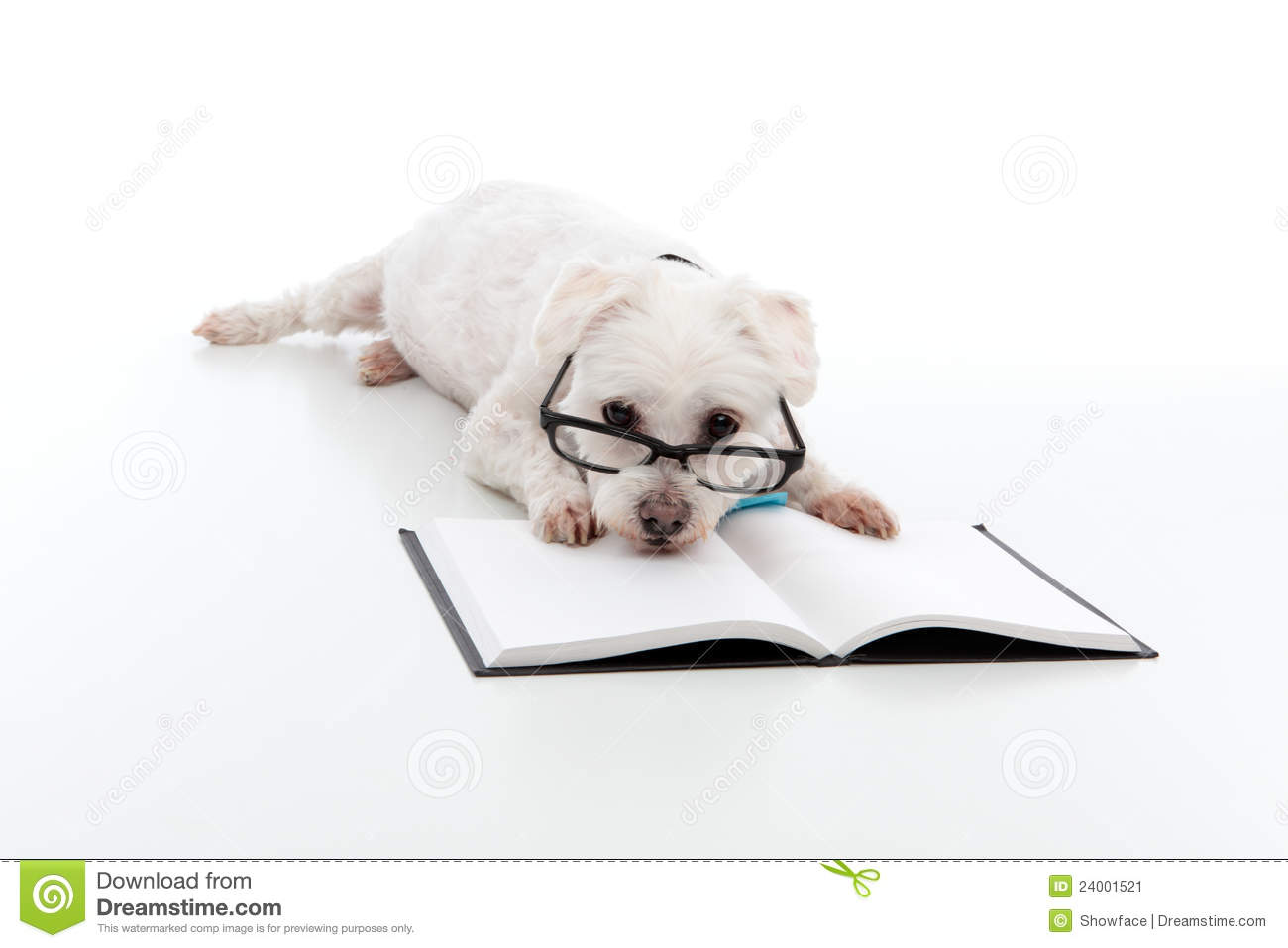 Lazy Dog Wearing Reading Glasses Head Resting On An Open Book Or