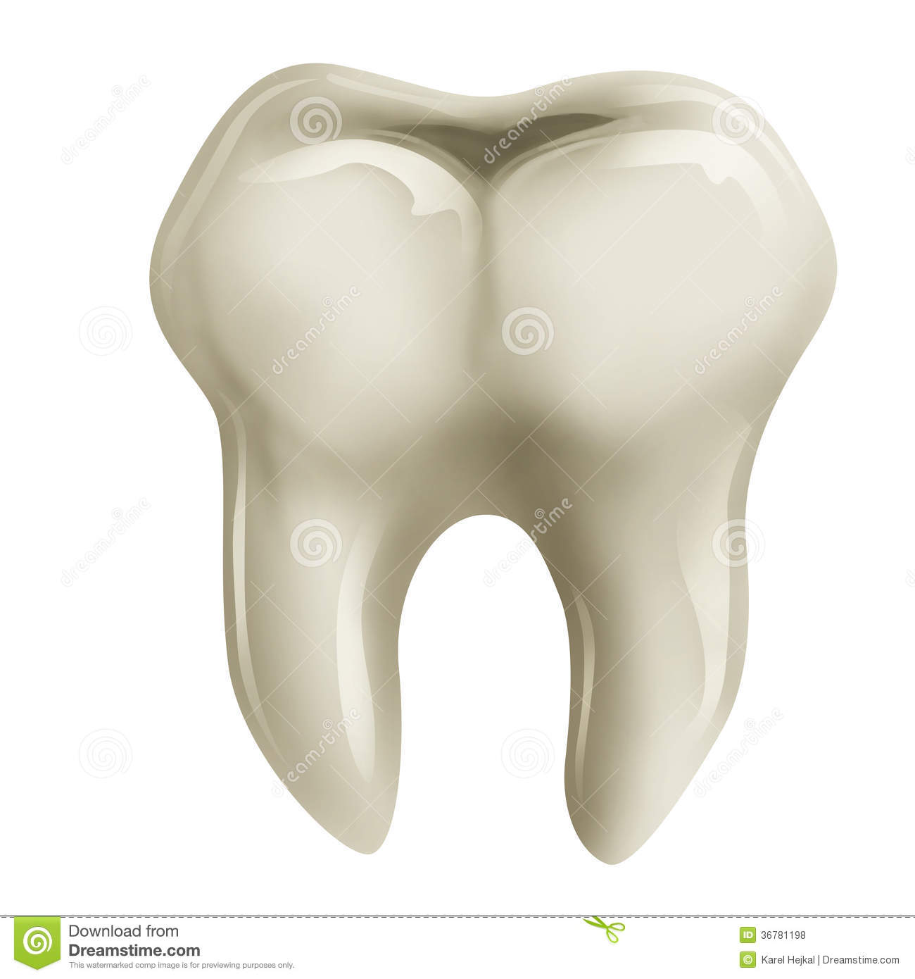 Molar Tooth Royalty Free Stock Photos   Image  36781198