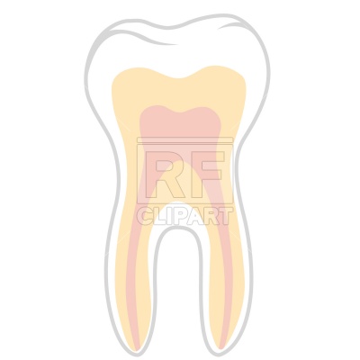 Molar Tooth Section Download Royalty Free Vector Clipart  Eps 