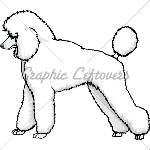 Poodle Standard White   Gl Stock Images