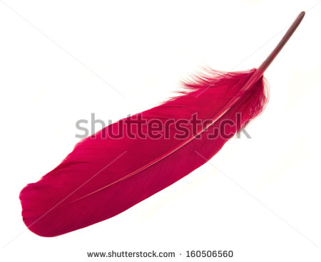 Red Feather Clipart Single Red Feather On A White