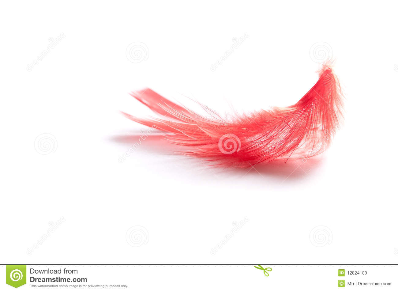 Red Feather Royalty Free Stock Images   Image  12824189