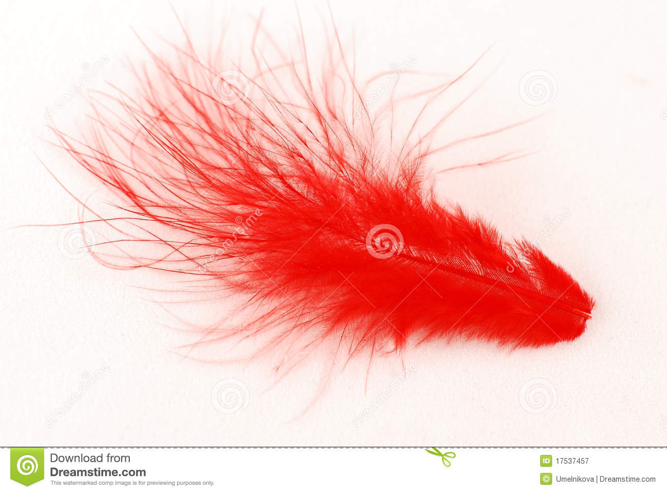 Red Feather Royalty Free Stock Photography   Image  17537457