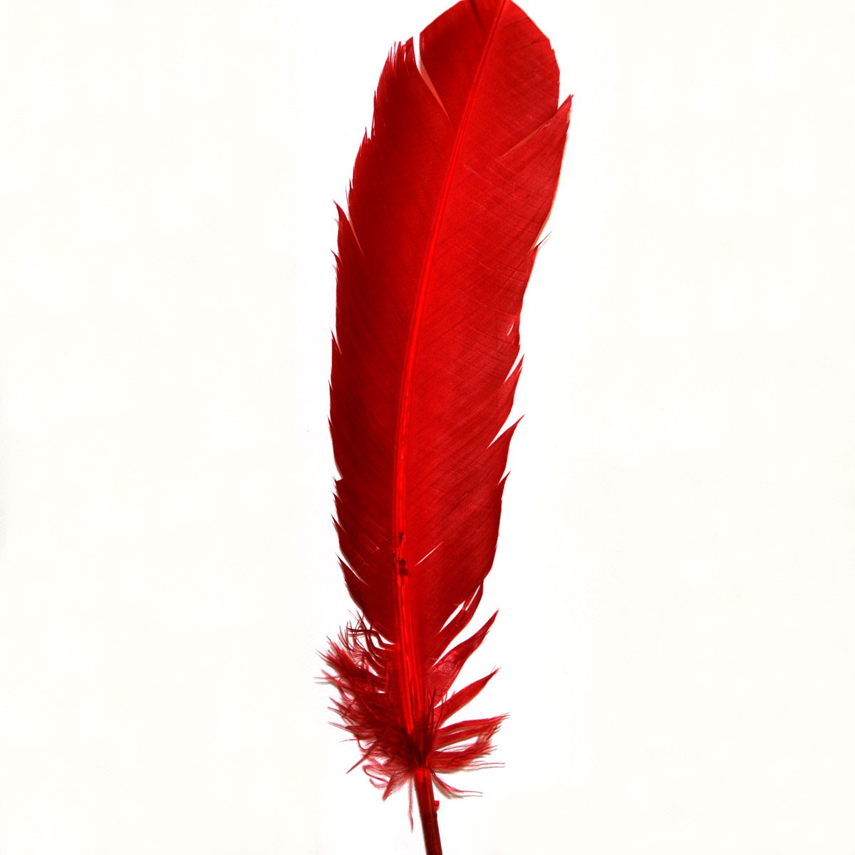 Red Indian Feathers   Indian Feathers   Calico Laine
