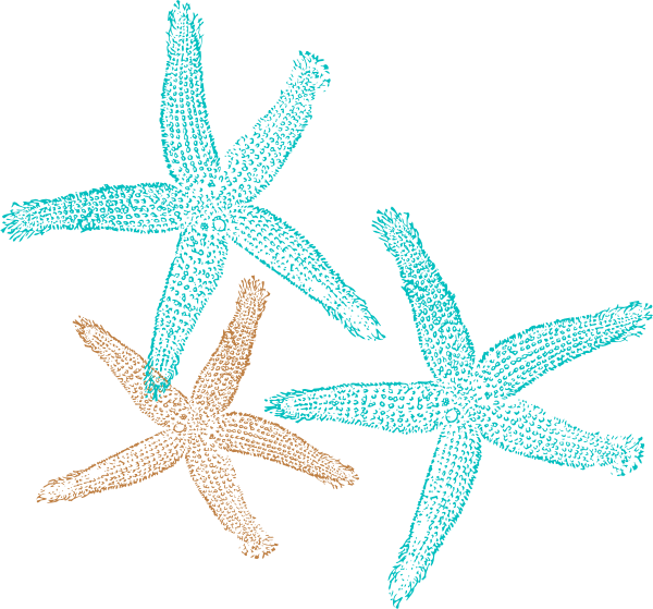 Turquoise Starfish Svg Downloads   Nature   Download Vector Clip    