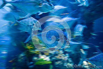 Fast Moving Fish In Underwater Aquarium