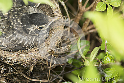 Mother Bird In Nest Sitting On Eggs