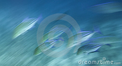 Motion Blur Shot Of The Fast Moving Bluefin Trevally  Caranx