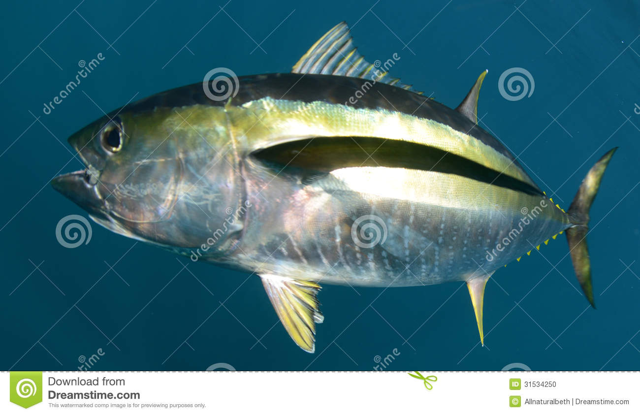 Stock Photo  Yellowfin Tuna Fish Underwater In Ocean