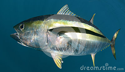 Stock Photo  Yellowfin Tuna Fish Underwater In Ocean