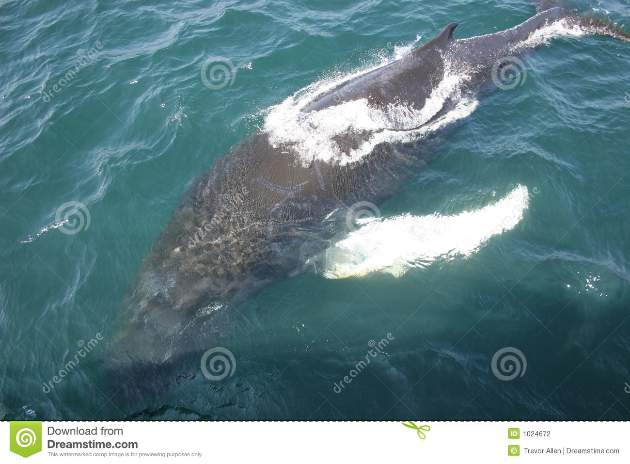 Baby Whale Stock Photography   Image  1024672