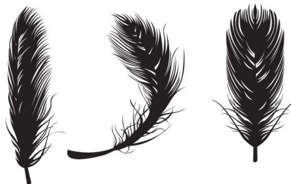 Eagle Feather Vector Feather Vectors
