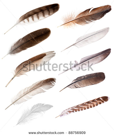 Eagle Feather Vector Set Of Different Feathers