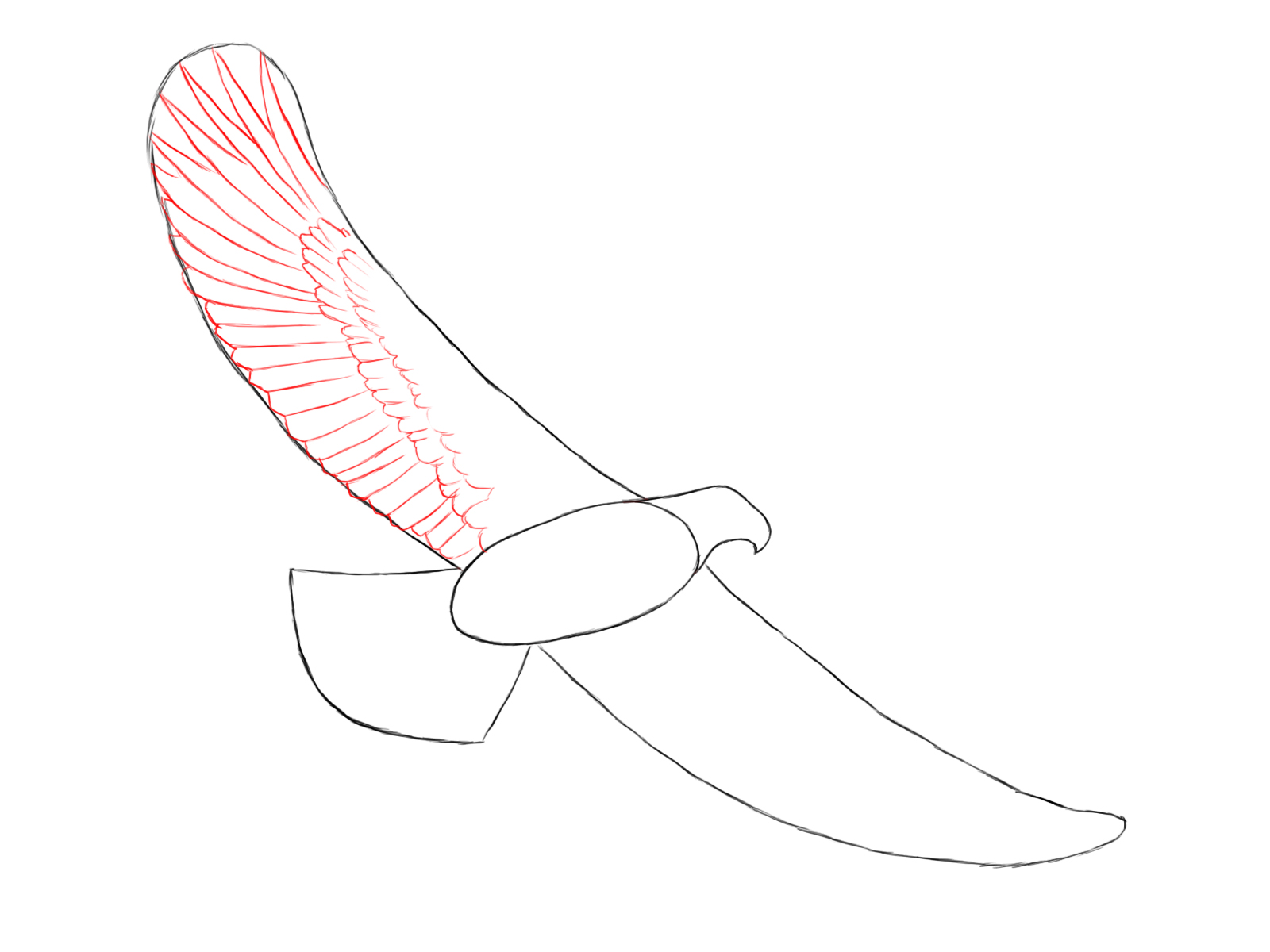 Eagle Feathers Drawings Eagle S Triangular Tail