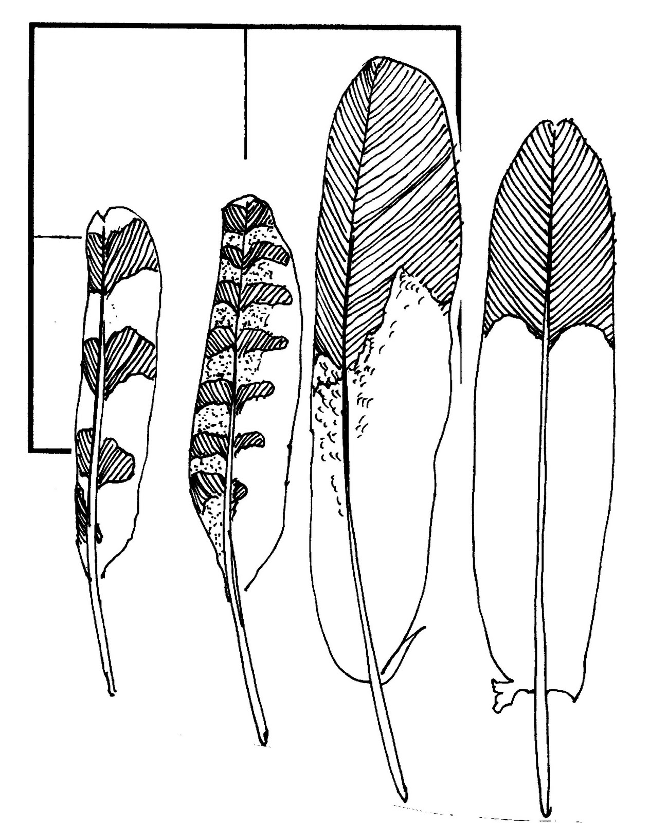 Eagle Feathers Drawings To Feathers For My