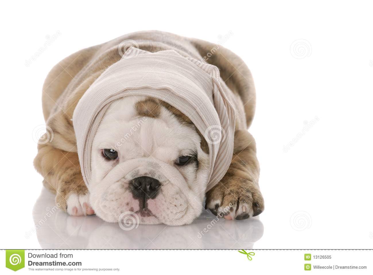 English Bulldog Puppy With Bandage Around Head Laying Down With