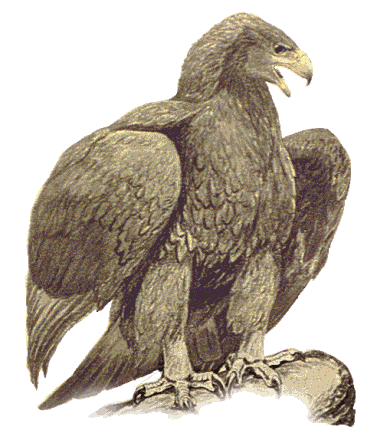 Golden Eagle 2   Http   Www Wpclipart Com Animals Birds E Eagle Eagle    