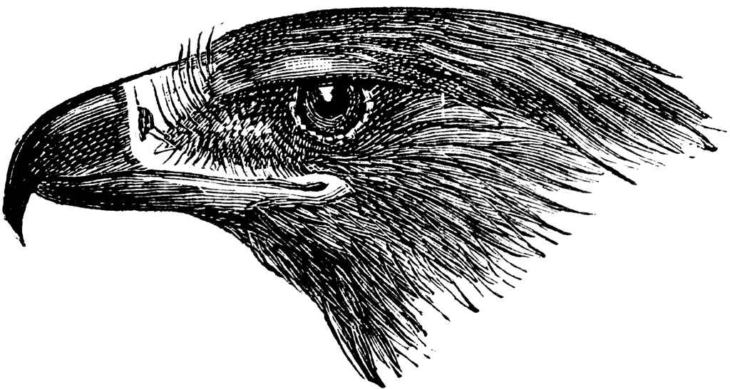Golden Eagle Head   Clipart Etc