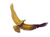 Golden Eagle Stock Illustrations   Gograph