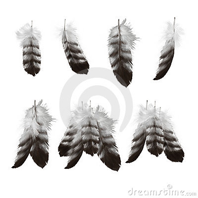 Hand Drawn Eagle Feathers Single And In Bunches  Isolated On White