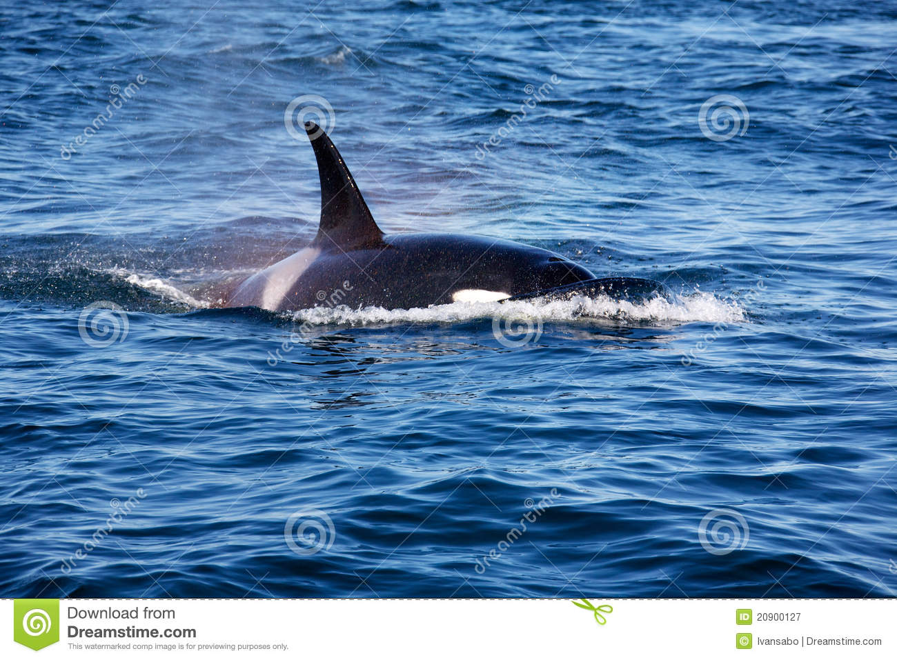 Killer Whales Royalty Free Stock Photography   Image  20900127