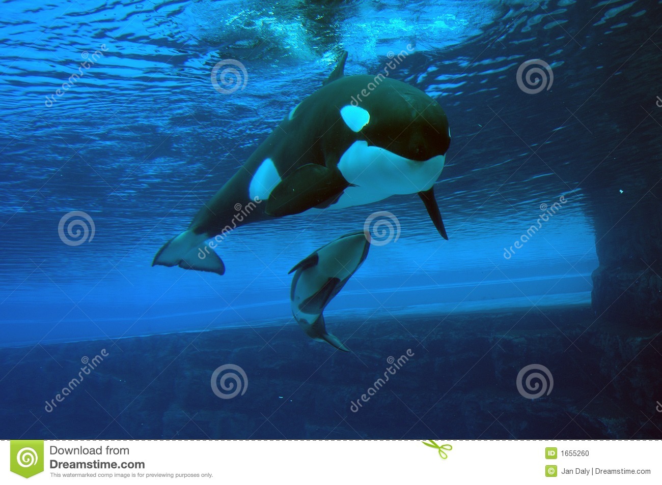 Momma And Baby Killer Whales Stock Photo   Image  1655260