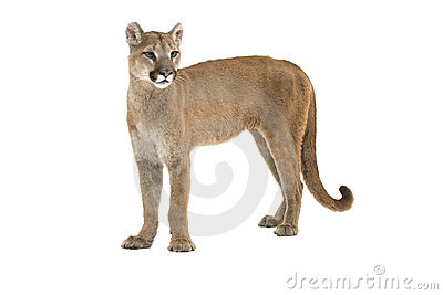 Mountain Lion Clipart Mountain Lion Standing Upright