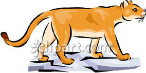 Mountain Lion Cub Walking Over Flat Rocks   Royalty Free Clipart    