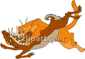 Mountain Lion Taking Down A Deer For Food   Royalty Free Clipart    