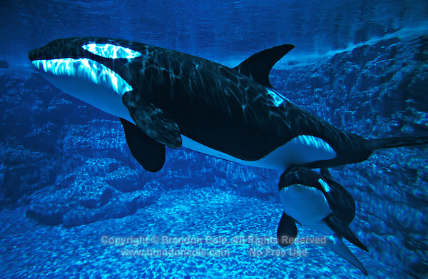 Pin Killer Whale Underwater By Namu The Orca On Deviantart On    