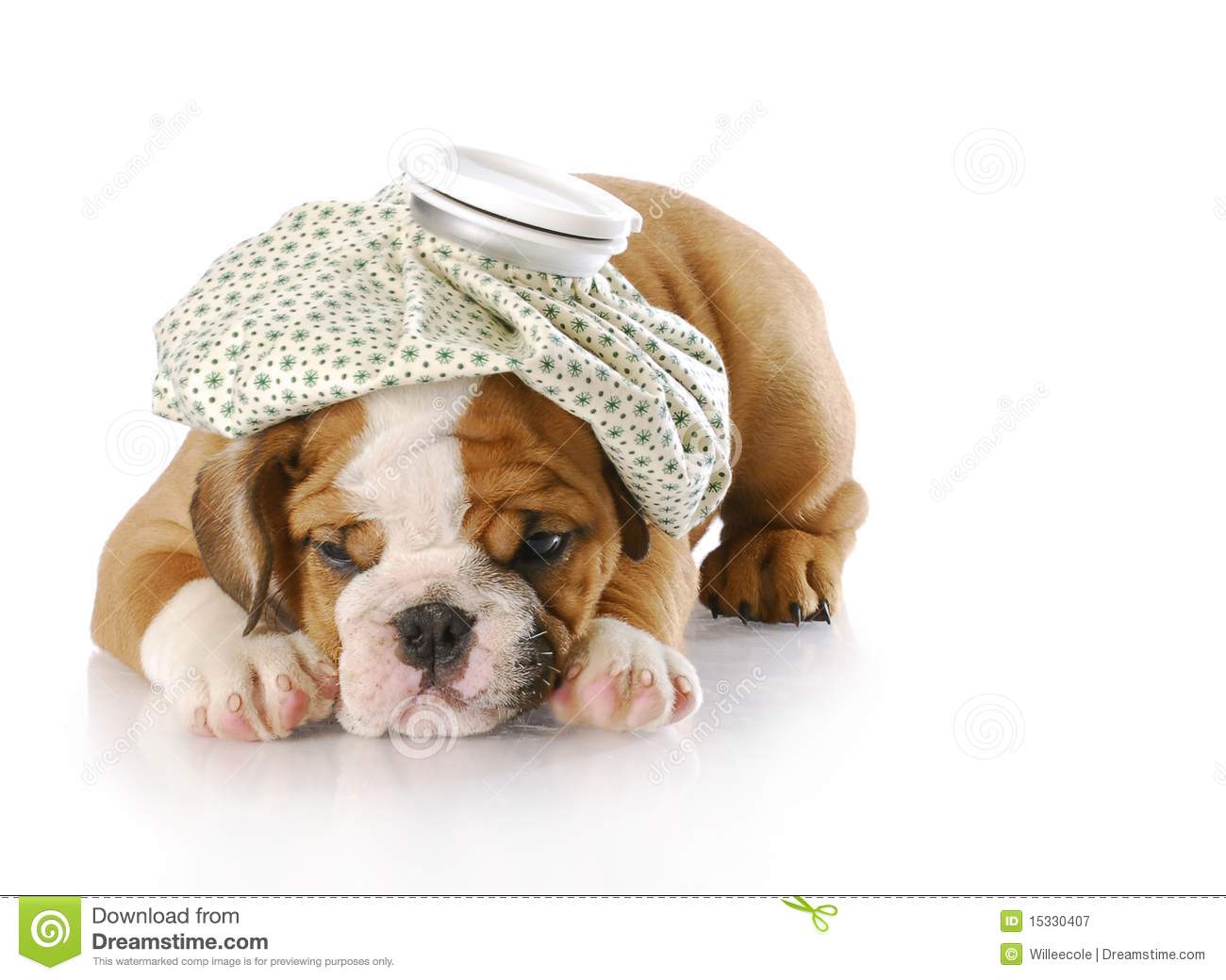 Sick Puppy Royalty Free Stock Photography   Image  15330407