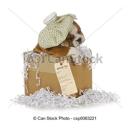 Stock Photography Of Sick Dog   English Bulldog Puppy In A Shipping