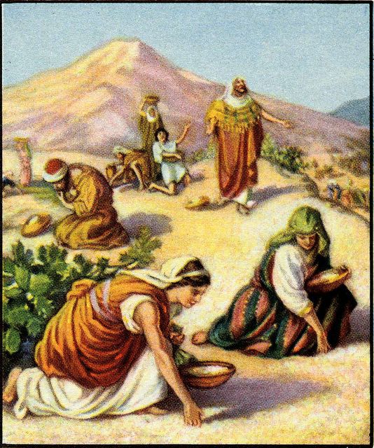 Workers For Jesus Online Bible Study  Exodus 16 1 36 Manna
