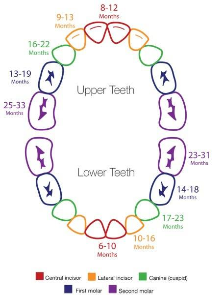 The Dental Tooth Chart And Baby Teeth Chart