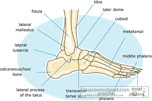 Anatomy   Bone Strurcture Of The Human Foot 10   Classroom Clipart