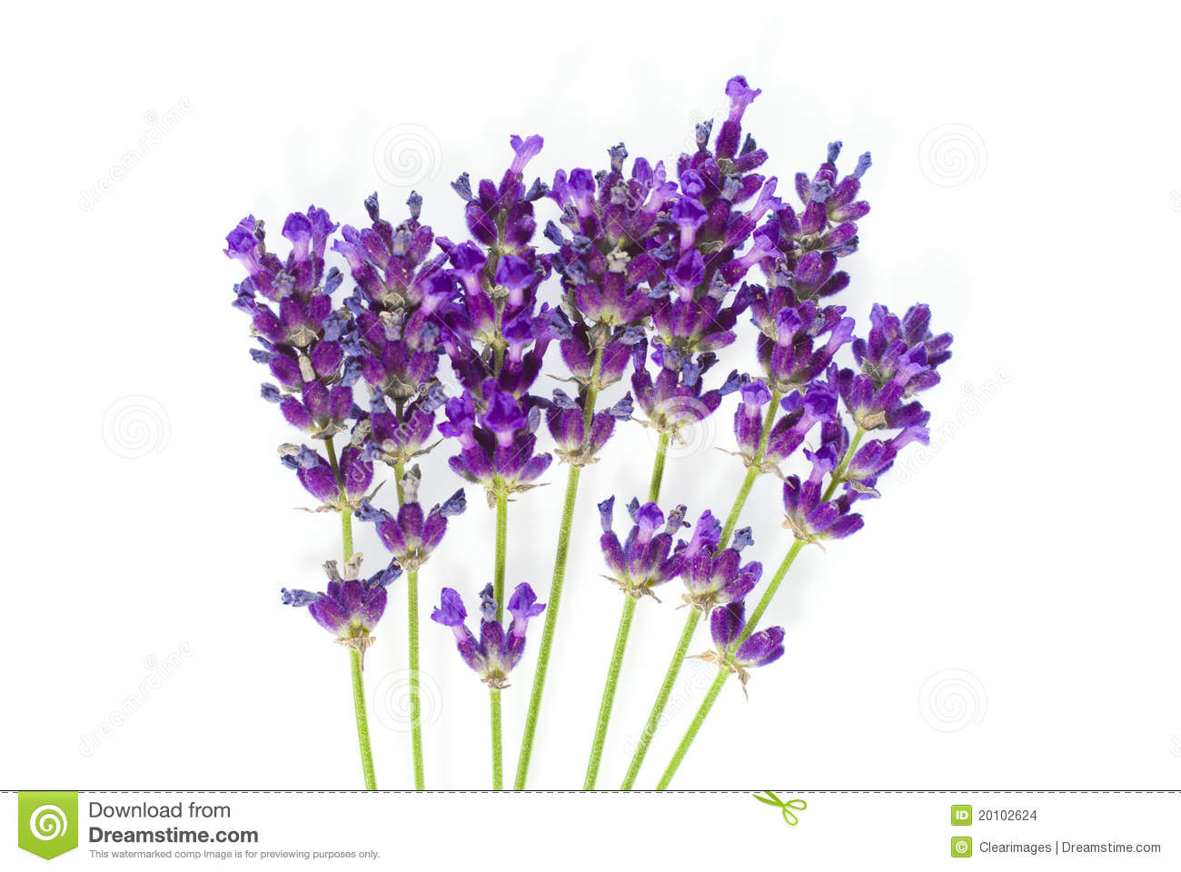 Displaying 20  Images For   Lavender Clipart