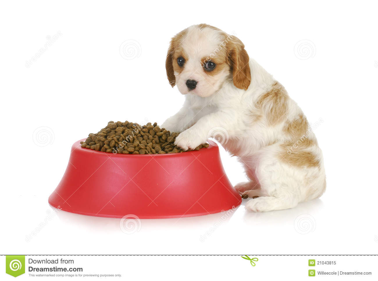     Dog   Cavalier King Charles Spaniel Sitting With Full Dog Food Bowl
