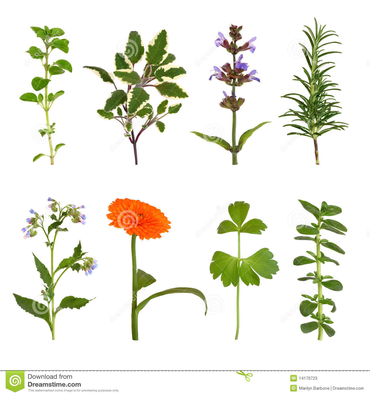 Herb Leaf And Flower Selection Of Oregano Sage Varieties Rosemary    