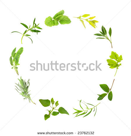 Herb Leaf Circle Of Lemon Balm Golden Marjoram Sage Feverfew