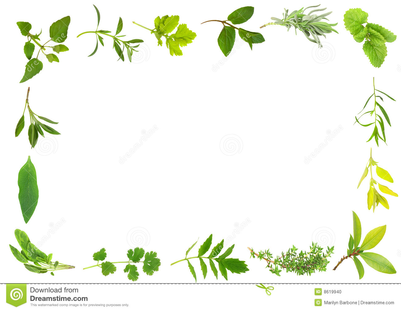 Herb Leaf Selection Forming A Frame Over White Background