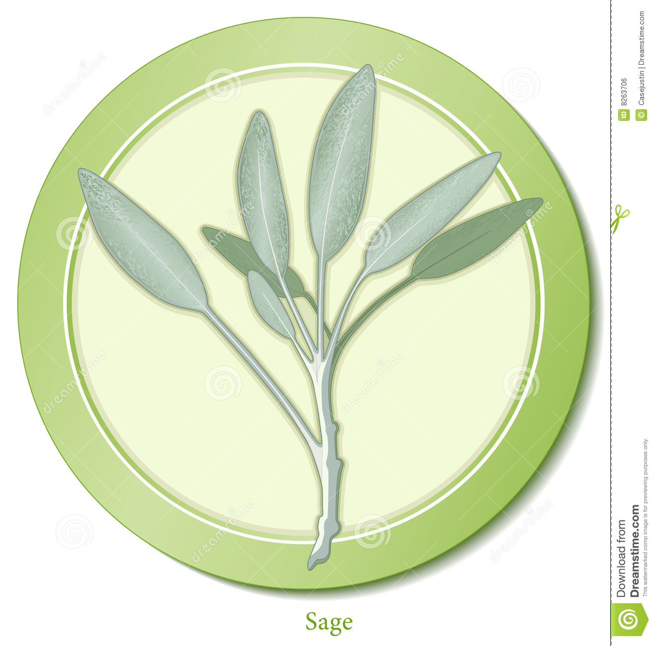 Sage Is A Perennial Garden Herb With Aromatic Gray Green Leaves Used