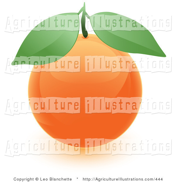 Agriculture Clipart Of A Fresh Produce   Round Orange Fruit With Two