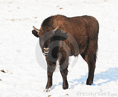 Baby Bison Standing In Snow Royalty Free Stock Photos   Image