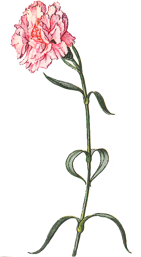 Carnation Clipart   5 Images