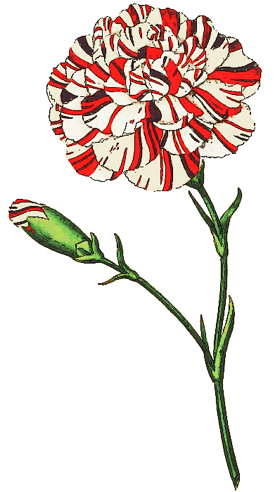 Terms  Carnation Carnation Buds Flower Red And White Carnation