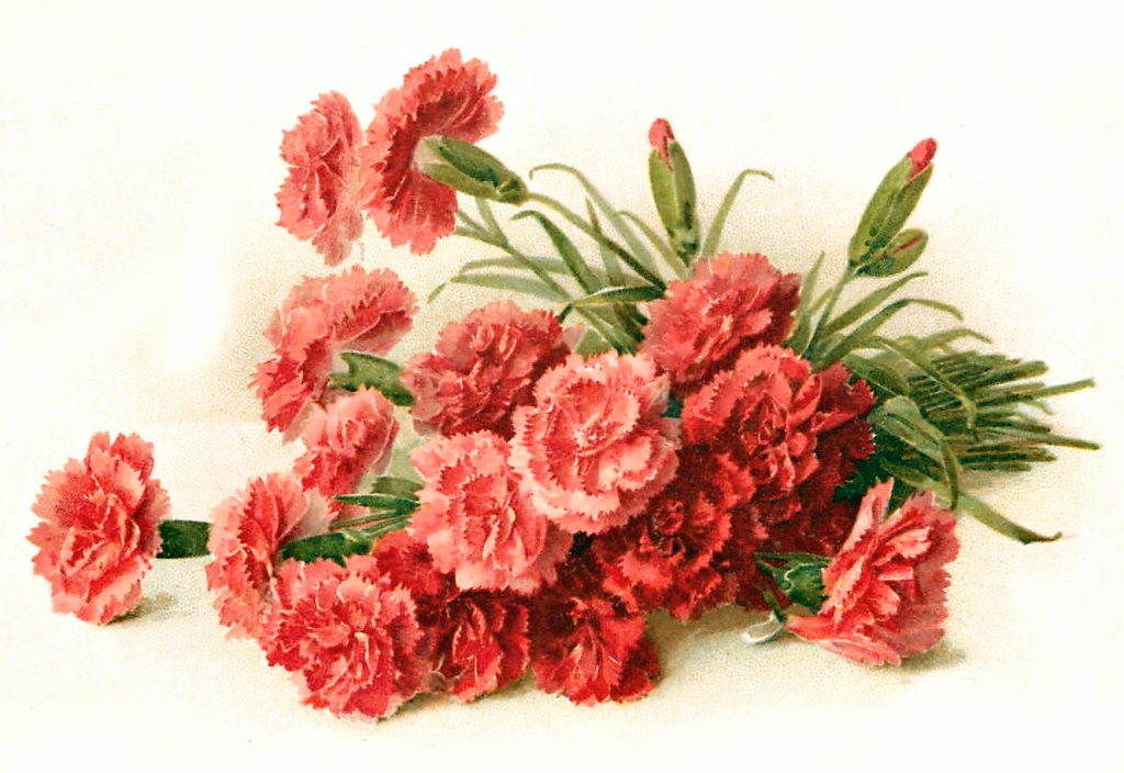 Victorian Carnation Clipart