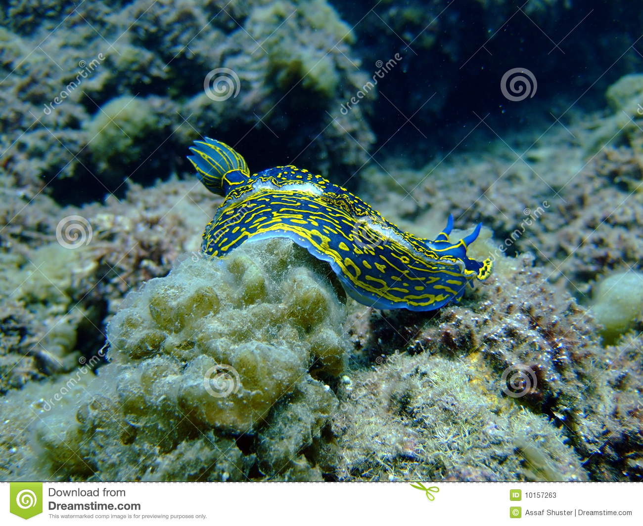 Blue Sea Slug  Mollusc  In The Red Sea