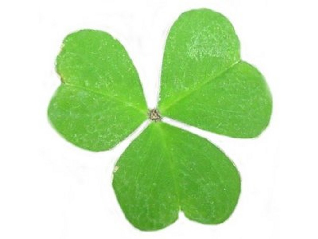 Clover Clip Art Pictures   Free Quality Clipart